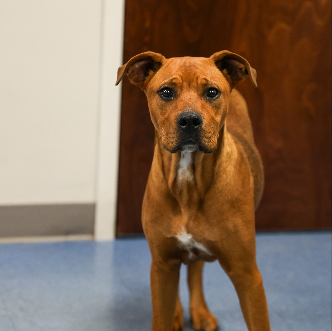 Meet Koda. She came to us as a stray and is living her best life with her new family. 