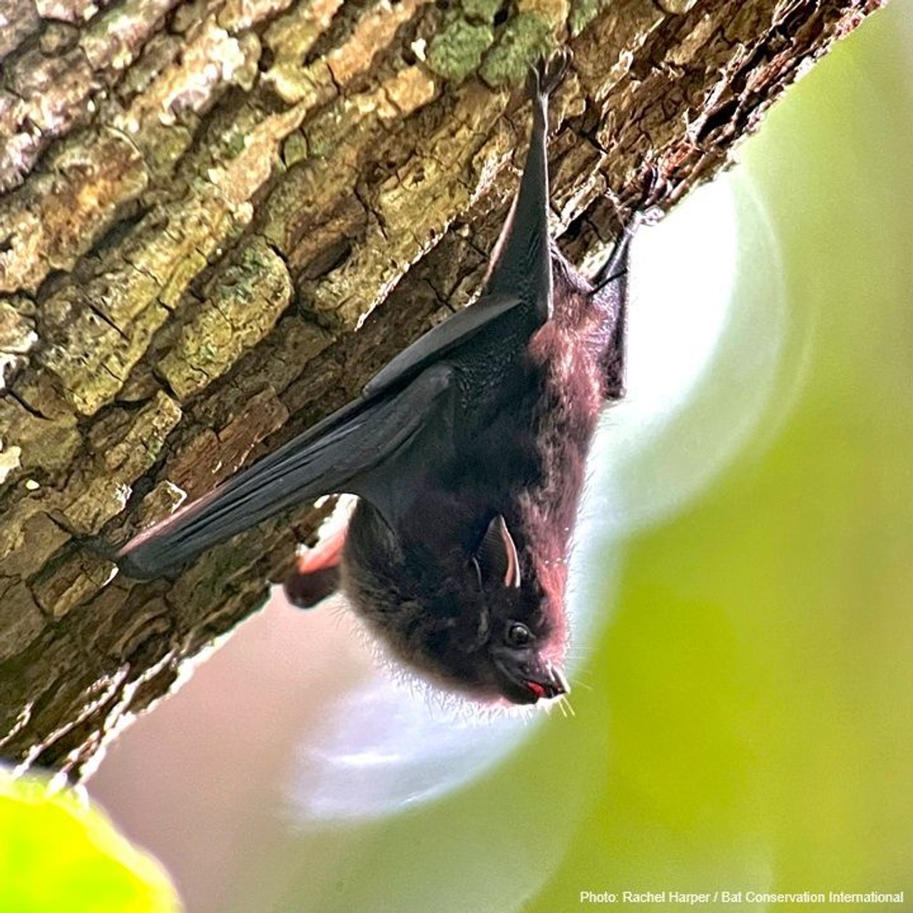 Small furry bat highlighted by diffuse light rings clings to a tree in front of a soft green background