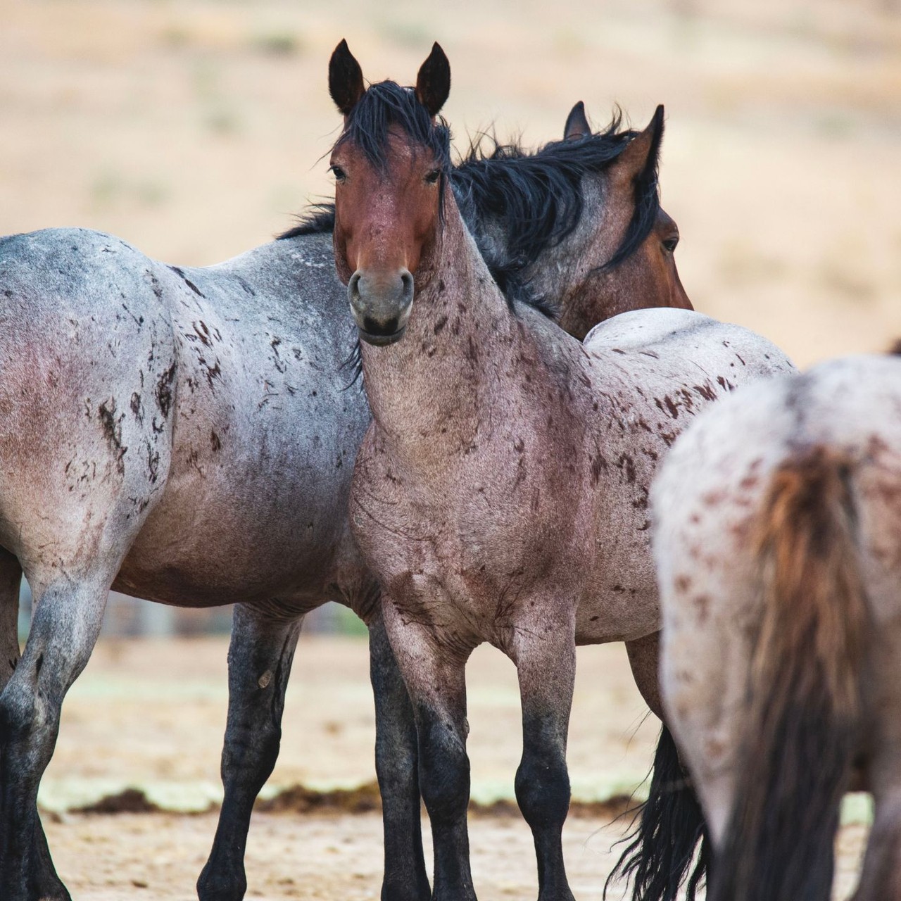 Three brown-gray horses standing together — one looking at the camera.